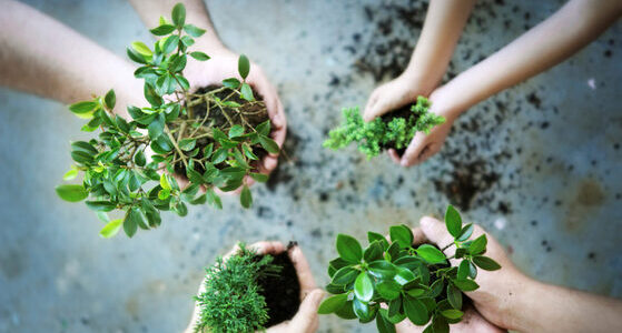 One Day with Plants (1)